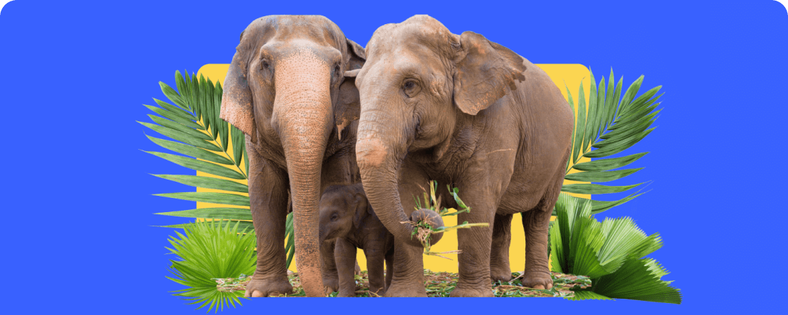 PrimeXBT向泰国的拯救大象基金会(Save Elephant Foundation)捐款